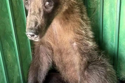 Медвежонок из Сочи доехал до Москвы, лапу ампутировали