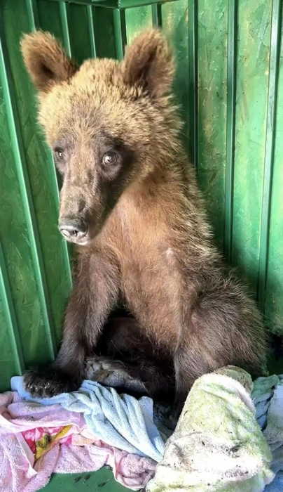 Медвежонок пока не научился доверять людям | Источник: lions_moscow/t.me