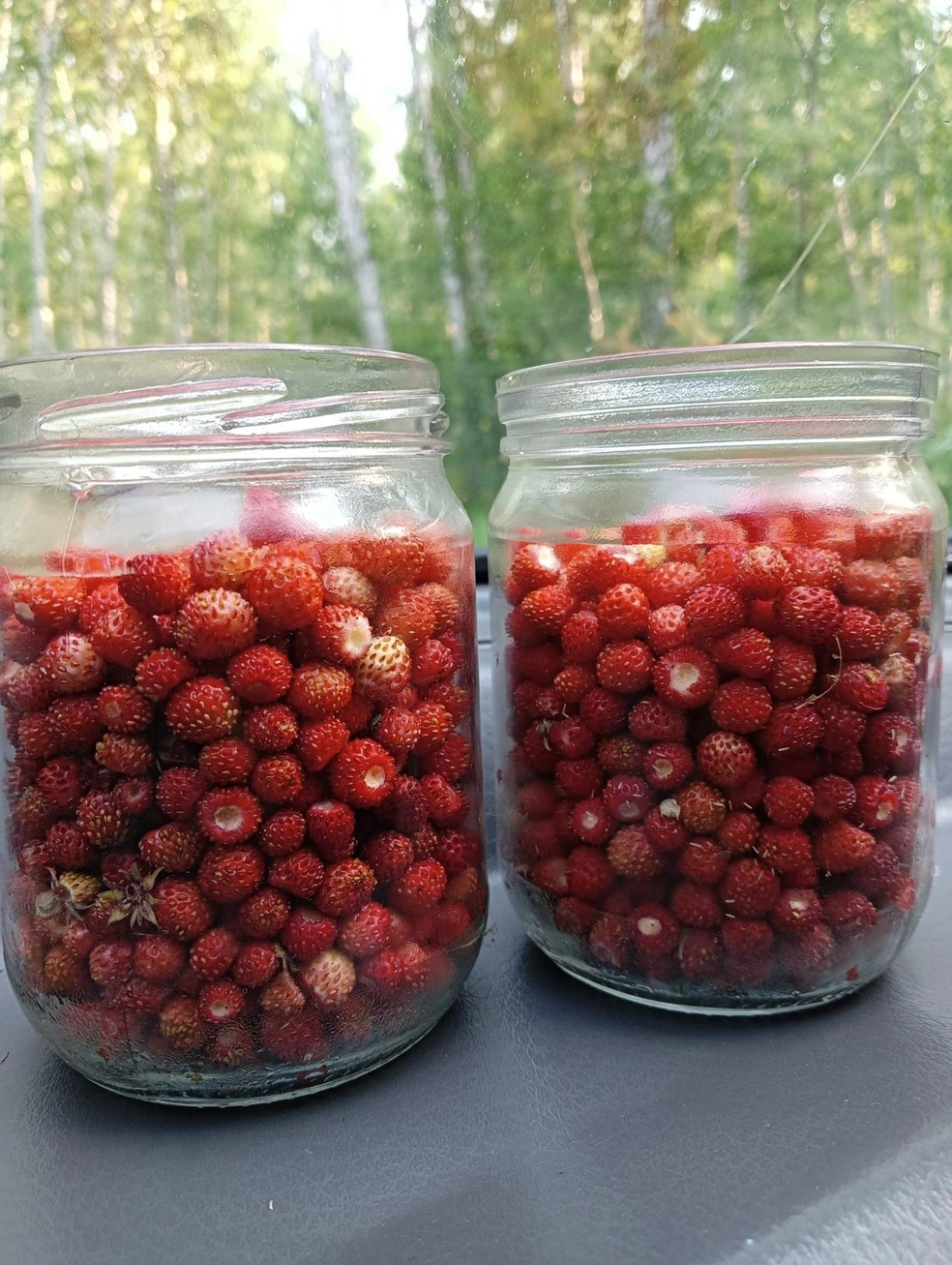 Эти ягоды собрали в Челябинской области  | Источник: Дары лесов Урала. Грибы Екатеринбурга и области / Vk.com 