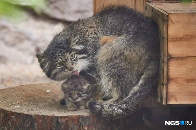 Обе самки показали себя отличными мамами | Источник: Александр Ощепков / NGS.RU