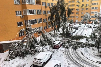 Более 50 деревьев рухнуло в Сочи из-за снегопада