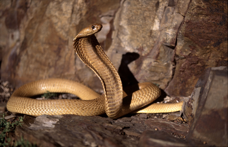 В Африке обнаружили змей-каннибалов