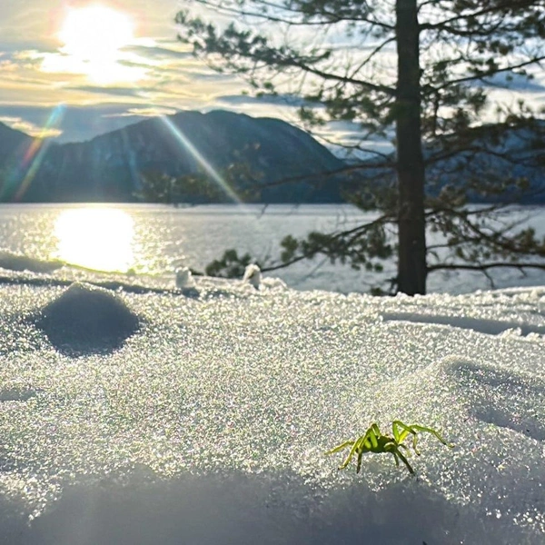 В теплое время года пауки охотятся, затаившись в траве | Источник: Роман и Татьяна Воробьёвы / Алтайский биосферный заповедник