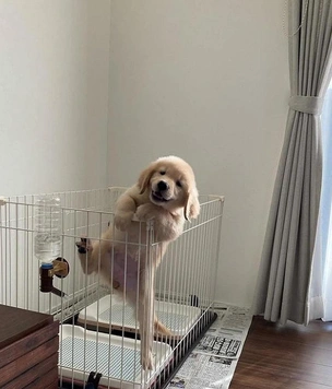 Самые смешные собаки из фотосообщества We Rate Dogs