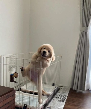 Самые смешные собаки из фотосообщества We Rate Dogs