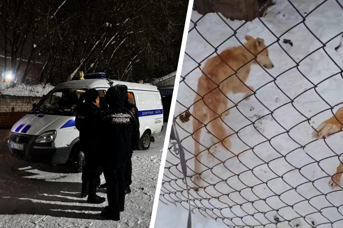 «Оставшиеся в живых как скелеты»: полиция оцепила приют «Антидогхантер» в Перми — волонтеры нашли там трупы собак