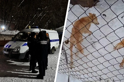В приюте «Антидогхантер» в Перми нашли десятки трупов животных