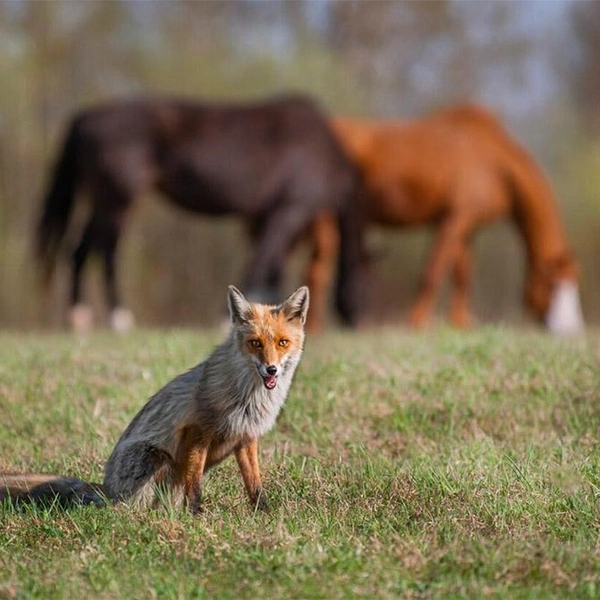 Источник: Школа Свободных Лошадей/koneterapia.ru