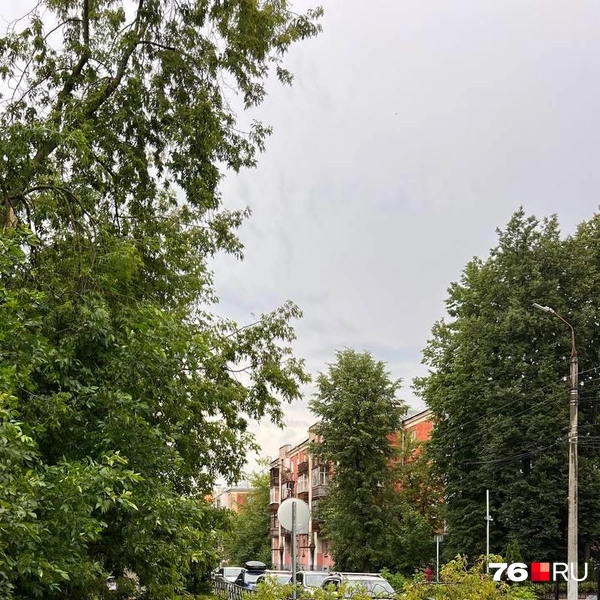 Еще одно упавшее дерево на Чкалова | Источник: Сергей Панин