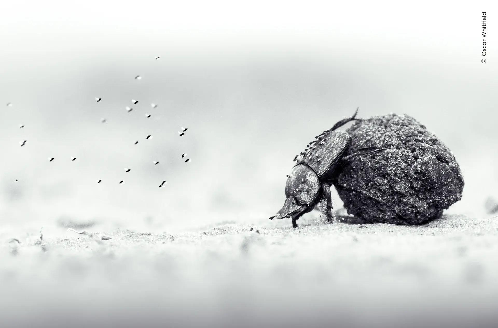 Лучшие фото дикой природы: оцените работы победителей престижного конкурса Wildlife Photographer of…