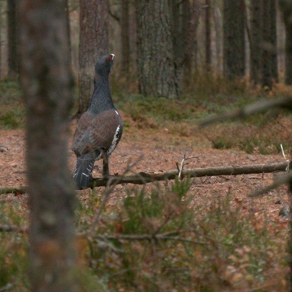 Источник: Павел Глазков / «Каждой твари по паре» 