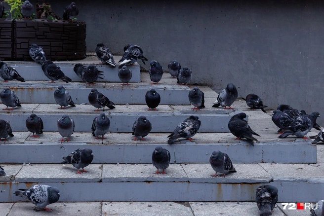 Голуби сидят на ступеньках как по линеечке. Узнали место? Лестница Центрального рынка | Источник: Ирина Шарова / 72.RU