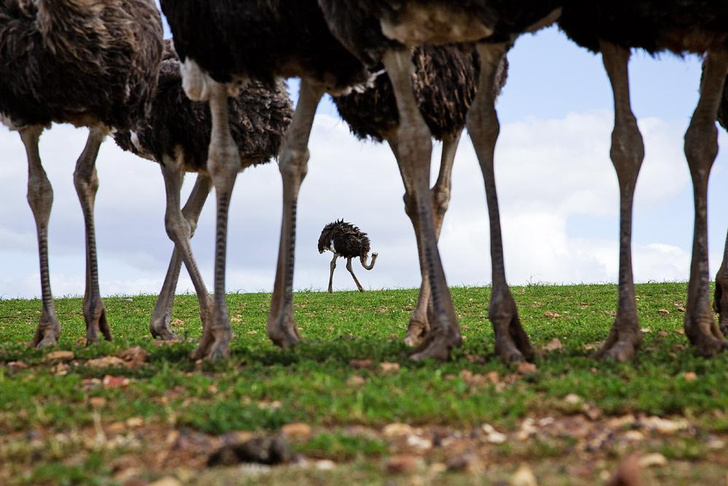 Бабье царство: как страусихи руководят своими агрессивными мужьями