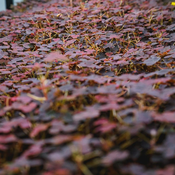 Листики кислицы | Источник: Тимофей Калмаков / 59.RU