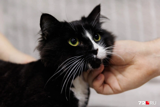 В клинике «Клевер» не только лечат, но и содержат животных, от которых отказались хозяева | Источник: Ирина Шарова / 72.RU