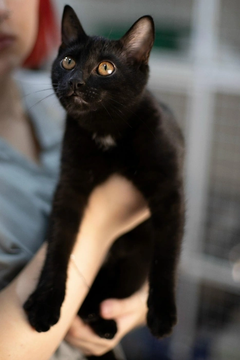 Лума&nbsp;— изящная и миниатюрная кошечка | Источник: Котейня «ЧуКОТка» | котокафе Самара / Vk.com