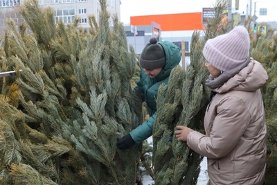 Ёлочные базары в Кургане начали работу