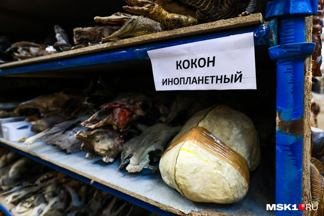 Главное, чтобы по дороге от склада до съемочного павильона вас с коконом не остановили полицейские. Объяснять придется долго | Источник: Артем Устюжанин / MSK1.RU