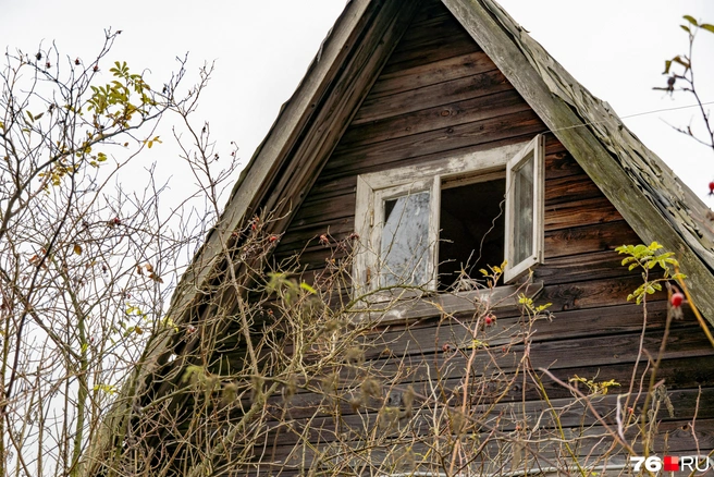 Заброшенные дома заросли кустами и деревьями | Источник: Кирилл Поверинов / 76.RU