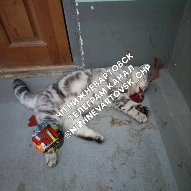 Бездыханное тело животного нашли в подъезде | Источник: «ЧП Нижневартовск. Происшествия» / T.me