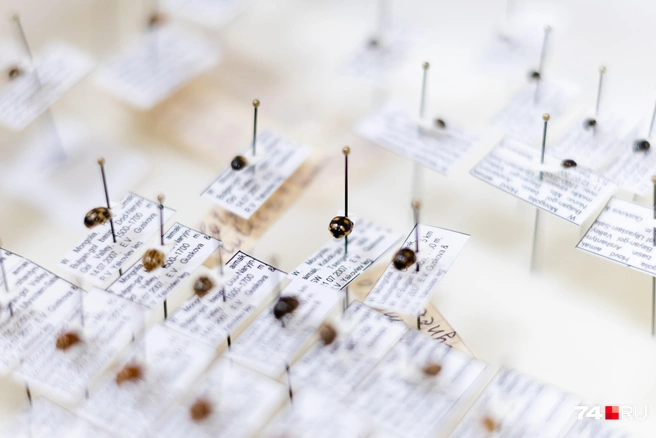 В коллекции Зои Ивановны&nbsp;— десятки разных видов божьих коровок и других насекомых | Источник: Наталья Лапцевич