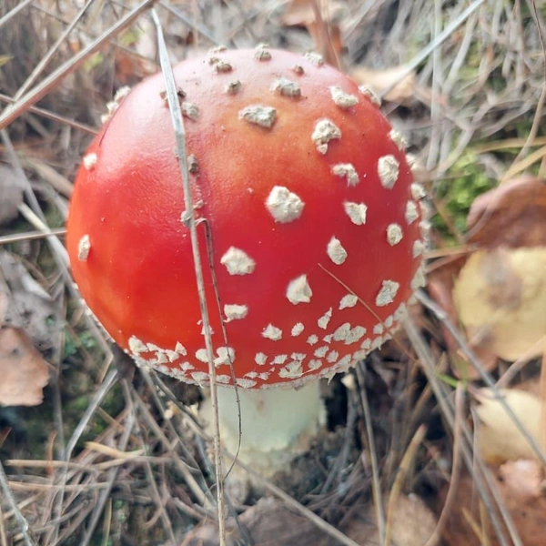 Источник: Дары лесов Урала. Грибы Екатеринбурга и области / Vk.com