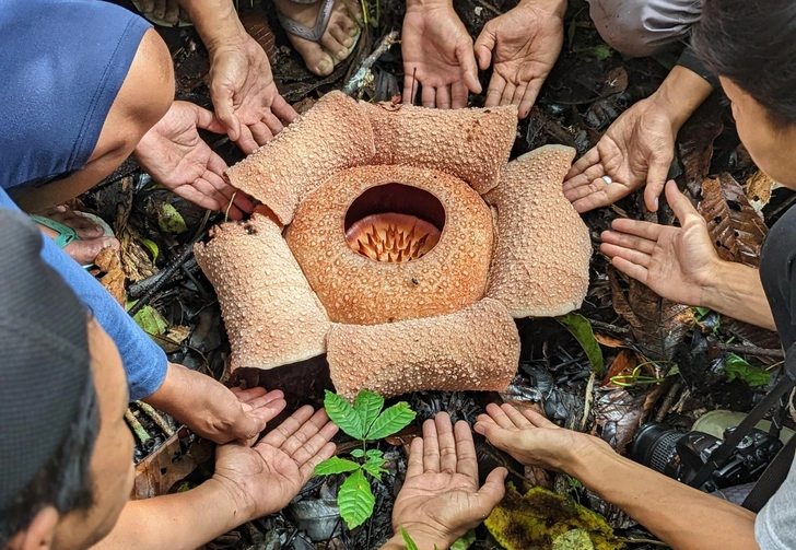 Цветок Rafflesia Bengkuluensis, Суматра | Источник: Chris Thorogood