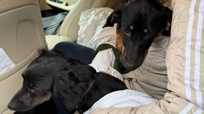 Животных забрали волонтеры | Источник: 4 ЛАПЫ ТЮМЕНЬ / Vk.com