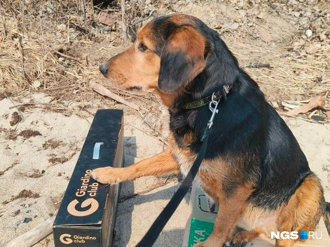 Зоопсихолог рекомендовала заменить ошейник на шлейку, а поводок-рулетку на обычный, но длинный | Источник: Настасья Медведева / NGS.RU