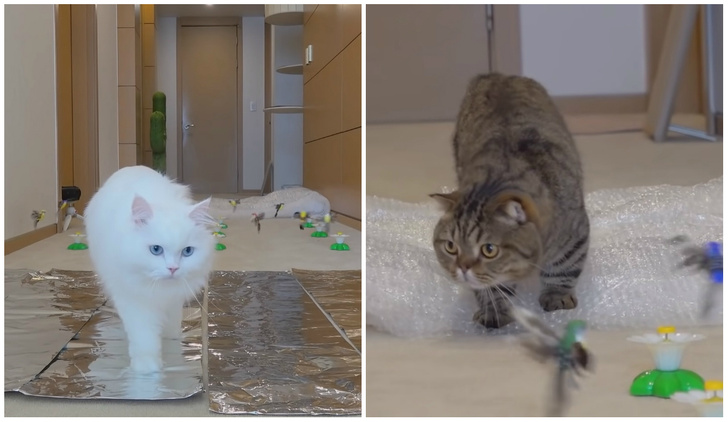 Семь котов с разными темпераментами преодолевают домашнюю полосу препятствий (видео)