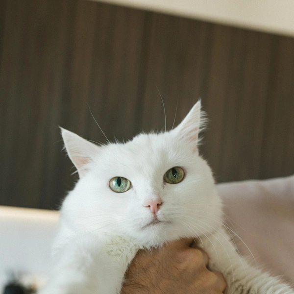 Как живет самая популярная кошка в России: 20 фото, которые вызывают зависть | Источник: личный архив