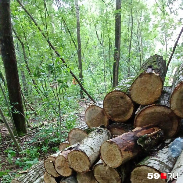 Источник: Читатель 59.RU 