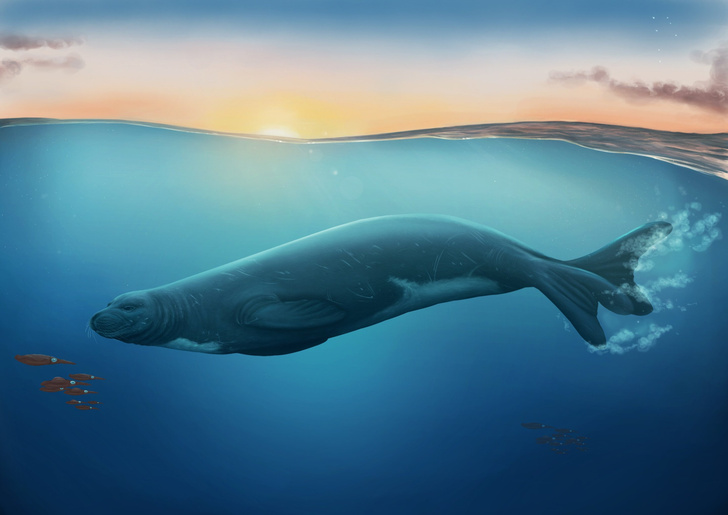 Новое открытие переписывает историю эволюции тюленей