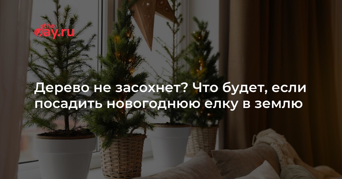 Посадка ели в домашних условиях