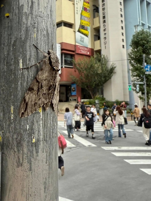В Японии можно встретить вот таких очаровательных насекомых | Источник: личный архив