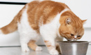 Синдром усталости усов: почему кошкам нельзя есть из узких и высоких мисок — отвечает ветеринар