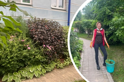 Как озеленить двор в северном климате