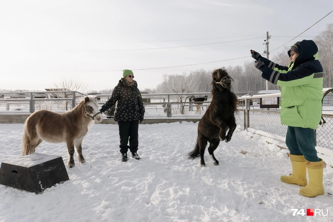 Шедди (справа) умеет вставать на задние копыта… | Источник: Наталья Лапцевич / 74.RU