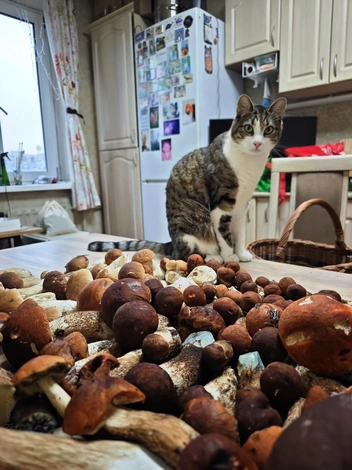 Источник: Антон Кубышкин / Грибы и Грибники СПб