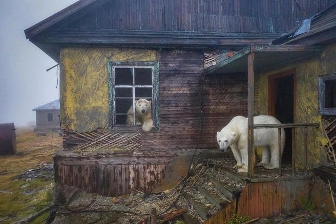 Они чувствует себя там очень вольготно | Источник: npberingia / Instagram.com