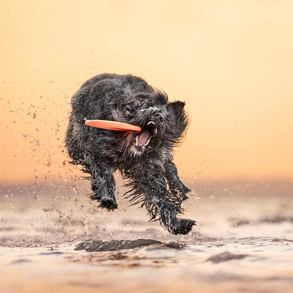 Источник: International Pet Photography Awards