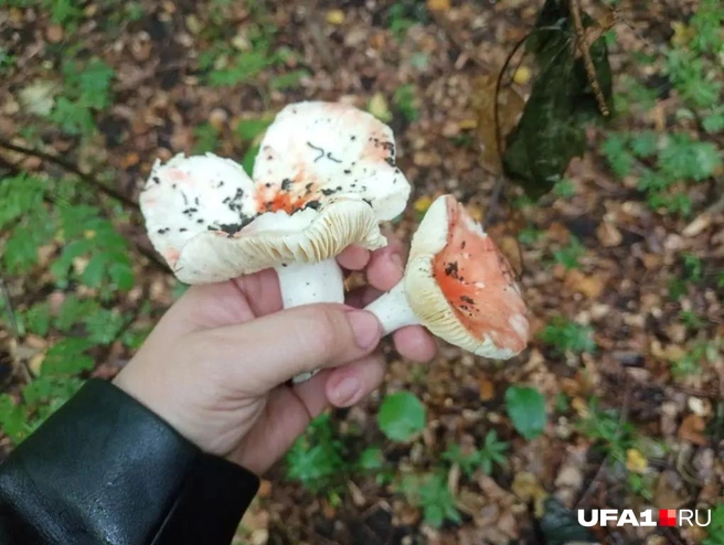 Сыроежки | Источник: Марина Каримова / UFA1.RU
