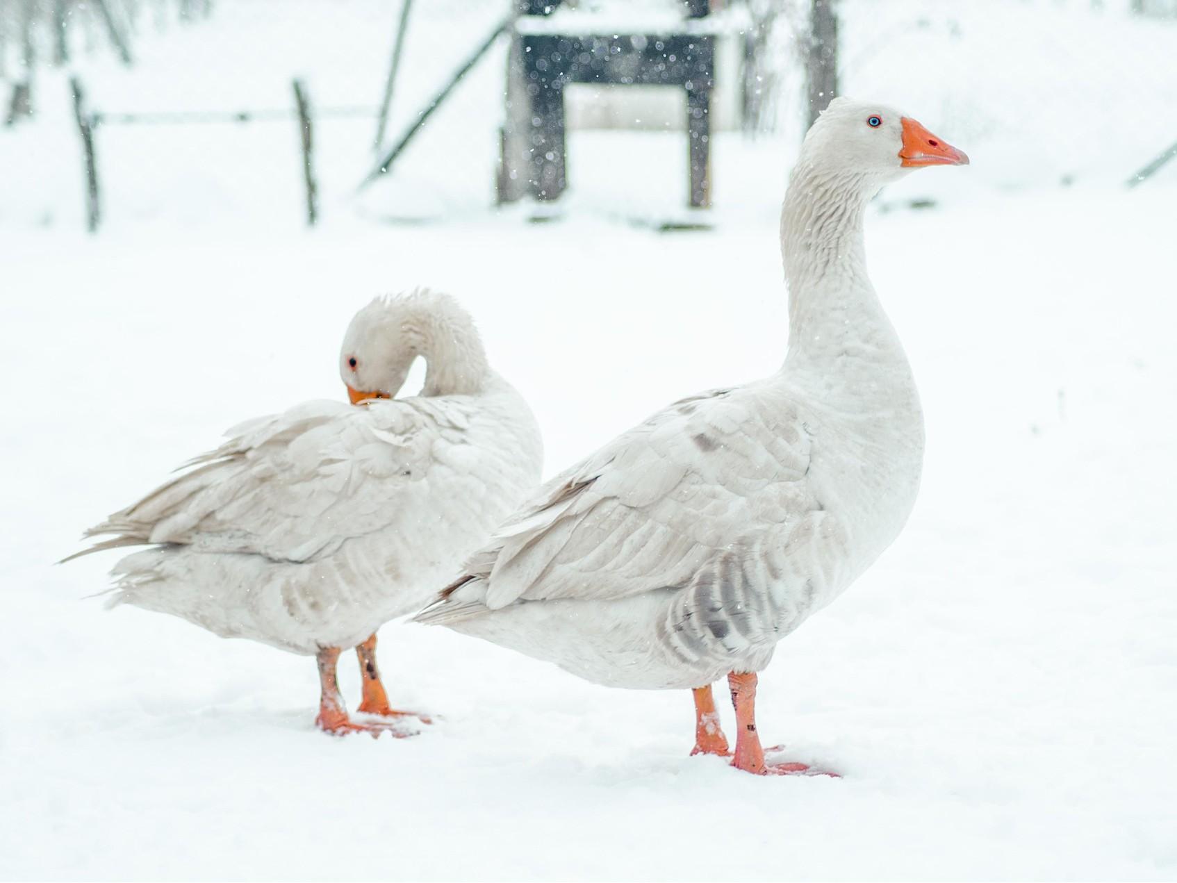 «Мороз за нос ленивых хватает»: запреты и приметы на Афанасьев день 31 января