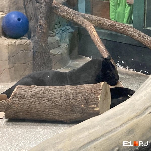 Источник: E1.RU