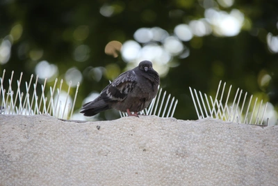 Почему в Петербурге хотят ограничить популяции синантропных птиц