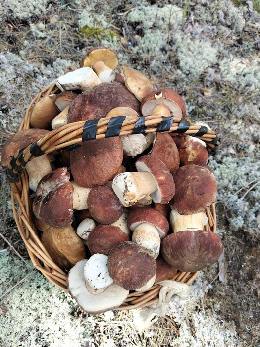 Нижегородцы выносят грибы большими корзинками  | Источник: «Грибы и Ягоды НН Нижегородский форум грибников» / vk.com 