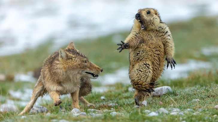 Финалисты конкурса фотографии дикой природы Wildlife Photographer of the Year 2019 (галерея)