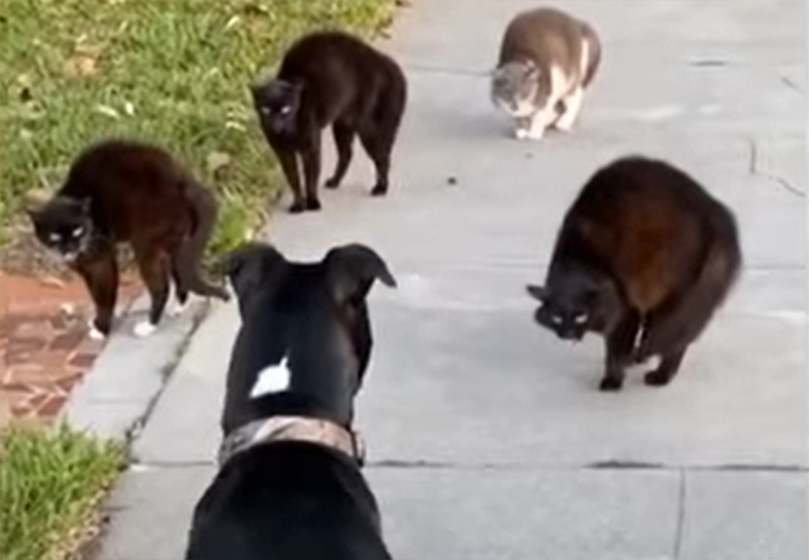 Банды Нью-Йорка. В США коты и собака устроили передел тротуара (видео)