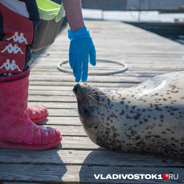 Источник: Елена Буйвол / VLADIVOSTOK1.RU