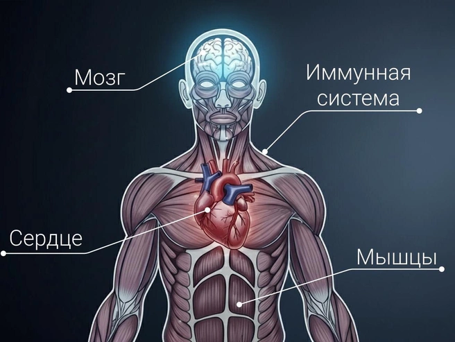 Микроэлемент оказывает благотворное влияние на различные системы человеческого организма. | Источник: Мария Романова / V1.RU